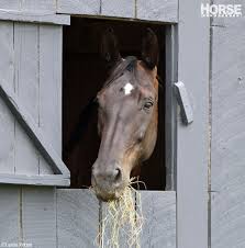 all about hay horse ilrated
