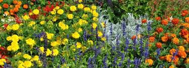 Wild Flowers Into Your Landscaping