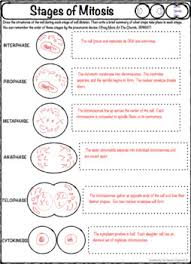 Quiz worksheet cytokinesis in animal versus plant cells study com. 34 Cell Division Mitosis And Cytokinesis Worksheet Answers Worksheet Resource Plans