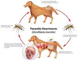 symptoms of heartworm in dogs key