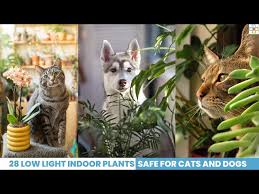 28 Low Light Indoor Plants Safe For