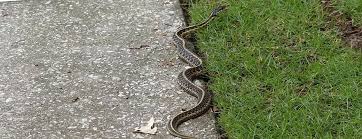 most common snakes of texas