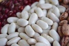 Are cannellini beans toxic?