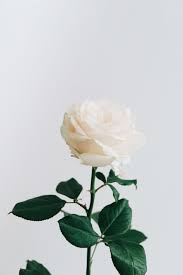 beautiful white rose free stock photo