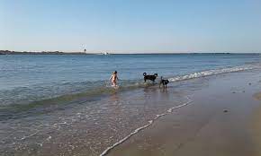 pet friendly parks in volusia county