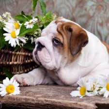 flower names for dogs 300 plus nature