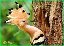 Satu lagi burung cantik yang berasal dari tanah papua, yaitu cenderawasih merah. Burung Paling Indah Setiap Orang Memiliki Selera Tersendiri Dunia Fauna Hewan Binatang Tumbuhan