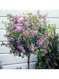 Spreading tree with breathtaking autumn colour. Lilac Syringa Palibin Standard 80 100cm Tall Tall Potted Plants Dwarf Lilac Small Trees For Garden