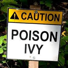 how long does poison ivy oil last on