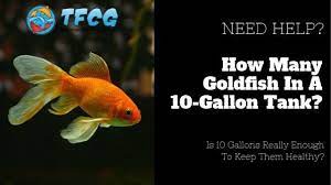 how many goldfish in a 10 gallon tank