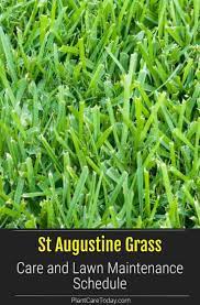 st augustine grass care and lawn
