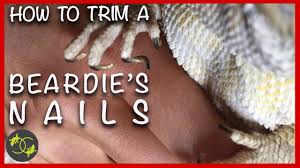 cutting your bearded dragons nails