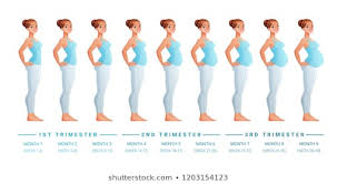 Pregnancy Stages Images Stock Photos Vectors Shutterstock