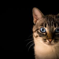 what causes cloudy eyes in cats