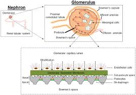 Glomerular Podocyte Dysfunction