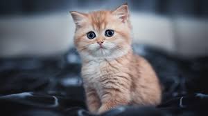 Download and use 70,000+ cute cat stock photos for free. Cute Kitten 4k Hd Animals 4k Wallpapers Images Backgrounds Photos And Pictures