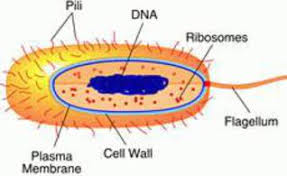 prokaryotic cell parts functions diagram