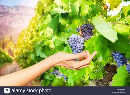 Ilusión óptica de una mano sosteniendo racimos de uva negra en la viña  Fotografía de stock - Alamy