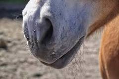 what-is-the-nose-of-a-horse-called