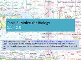 Topic 2 Molecular Biology 2 1 Ppt Download