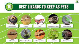 the 10 best lizards to keep as pets a