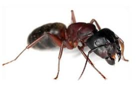 Résultats de recherche d'images pour « photo fourmis charpentiere »