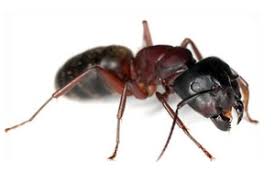 Résultats de recherche d'images pour « photo fourmis charpentiere »