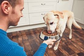 how to make homemade dog food for dogs