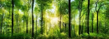 trees background images
