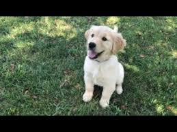 Torvi golden retriever puppy camp dog training video demonstration. Tips And Tricks To Raising A Well Mannered Puppy Youtube