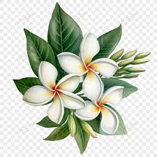 plumeria flower png images with