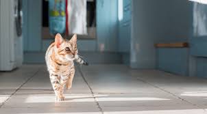 remove cat urine from hardwood floors ehow