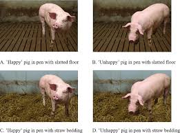 combined pictures of pigs and pen