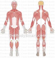 Anatomy and physiology can be one of the most challenging. Muscle Anatomy Muscle Anatomy Human Body Systems Muscular System