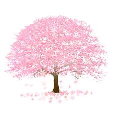 100 000 Cherry Blossom Vector Images