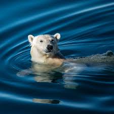 earth to see polar bears
