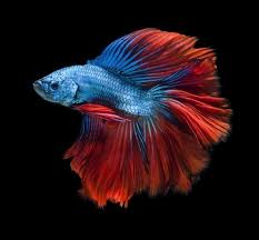 blue and red betta fish for restaurant