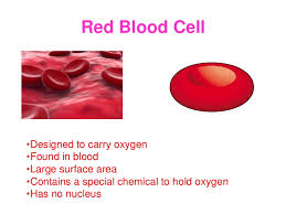red blood cells erythrocytes