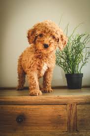 Find mini doodle puppies in canada | visit kijiji classifieds to buy, sell, or trade almost anything! Standard And Mini Goldendoodles For Sale Reasonable Adoption Fees