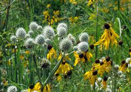 Using Native Wildflowers In The Home Landscape Msu Extension