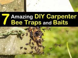 7 amazing diy carpenter bee traps and baits