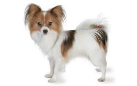 Papillon Dog Breed Information Pictures Characteristics