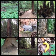 Campgrounds close to santa cruz. Henry Cowell Redwoods State Park Prek4fun