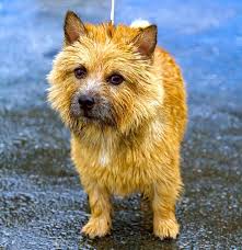 Why buy a norwich terrier puppy for sale if you can adopt and save a life? 5 Things To Know About Norwich Terriers