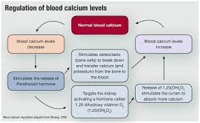 low blood calcium equals high