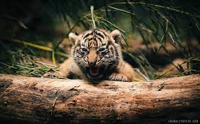 Baby Tiger Cub wallpaper