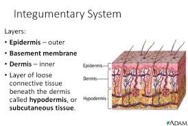 Intergumentary System Flashcards Quizlet