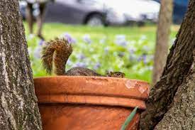 Keeping Squirrels from Digging in Plants | ThriftyFun