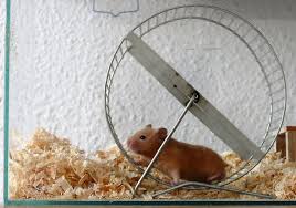 best way to clean hamster cage