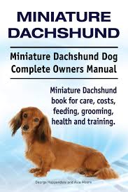 Miniature Dachshund Miniature Dachshund Dog Complete Owners